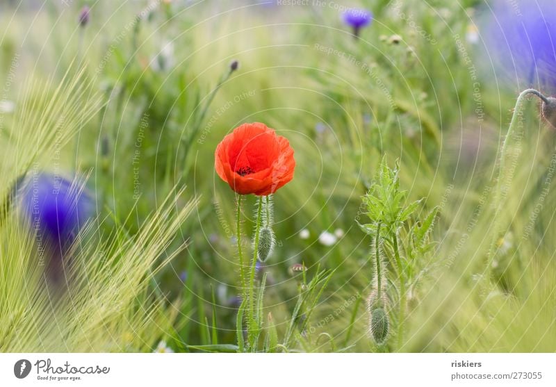 Mohn + Kornblumen = <3 Natur Frühling Sommer Pflanze Blume Feld Idylle Farbfoto mehrfarbig Außenaufnahme Tag Unschärfe
