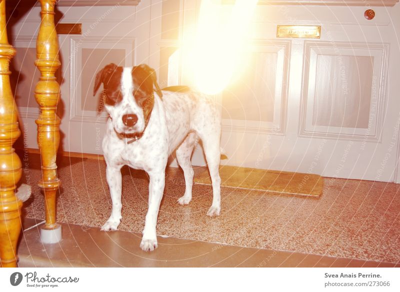 I <3 Lina Haustier Eingangstür Treppe Treppengeländer Fußmatte Briefkasten Steinboden Tier Hund Tiergesicht 1 außergewöhnlich trashig Boxer gepunktet Farbfoto