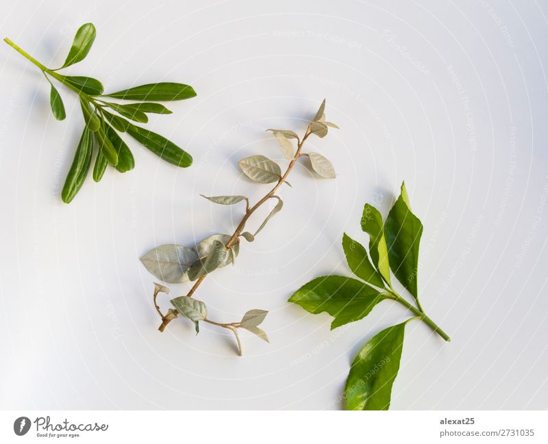 Blätter auf weißem Hintergrund Design Dekoration & Verzierung Natur Pflanze Baum Blatt natürlich grün Ast flach Rahmen horizontal vereinzelt legen Frühling Top