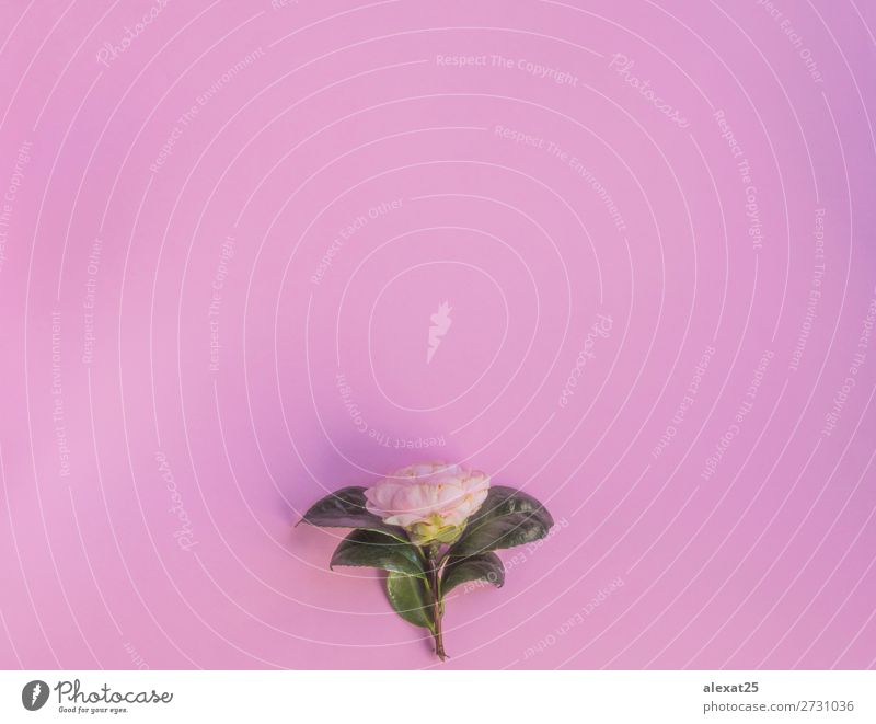 Blumenhintergrund auf rosa Dekoration & Verzierung Feste & Feiern Hochzeit Geburtstag Natur Pflanze Blatt Liebe natürlich grün weiß Hintergrund Borte Postkarte