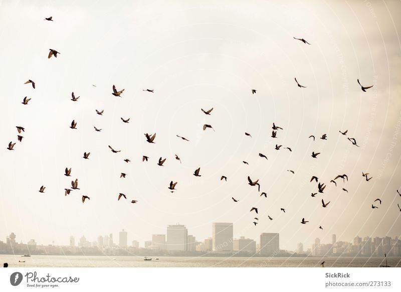 Bombay pigeons Indien Asien Stadt Hafenstadt Skyline Tier Vogel Flügel Schwarm alt Wärme braun gelb gold Stimmung Abenteuer Taube Kopf Farbfoto Gedeckte Farben