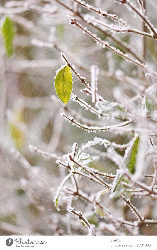 mit Raureif bedeckte Zweige Winterkälte Wintereinbruch Kälteschock Frost frostig Eis winterlich Blatt gefroren frieren Wintertag winterliche Kälte Kälteeinbruch
