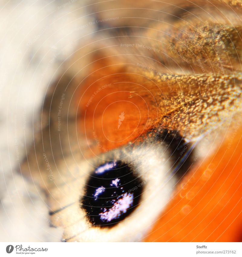 ein Auge als Tarnfarbe Flügelmuster Schmetterling anders Mimikry Täuschung Tarnfarben Abschreckung Tarnmuster Tarnung Überleben einzigartig Tagpfauenauge
