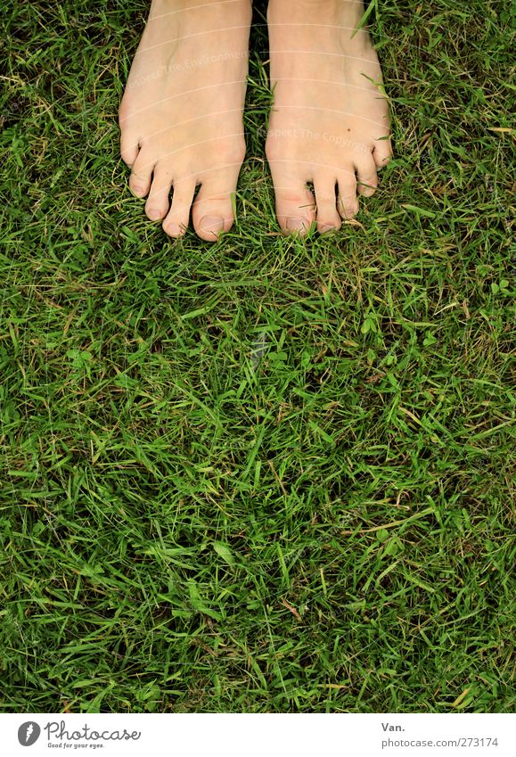 barfuß Mensch feminin Fuß Zehen 1 18-30 Jahre Jugendliche Erwachsene Natur Tier Frühling Pflanze Gras Wiese stehen frisch grün Barfuß Farbfoto mehrfarbig
