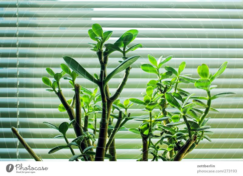 Vegetation Sonne Pflanze Blatt exotisch Fenster Häusliches Leben Affenbrotbaum Pfennige Lamellenjalousie Jalousie Sonnenlicht Kaktus Zimmerpflanze grün Farbfoto