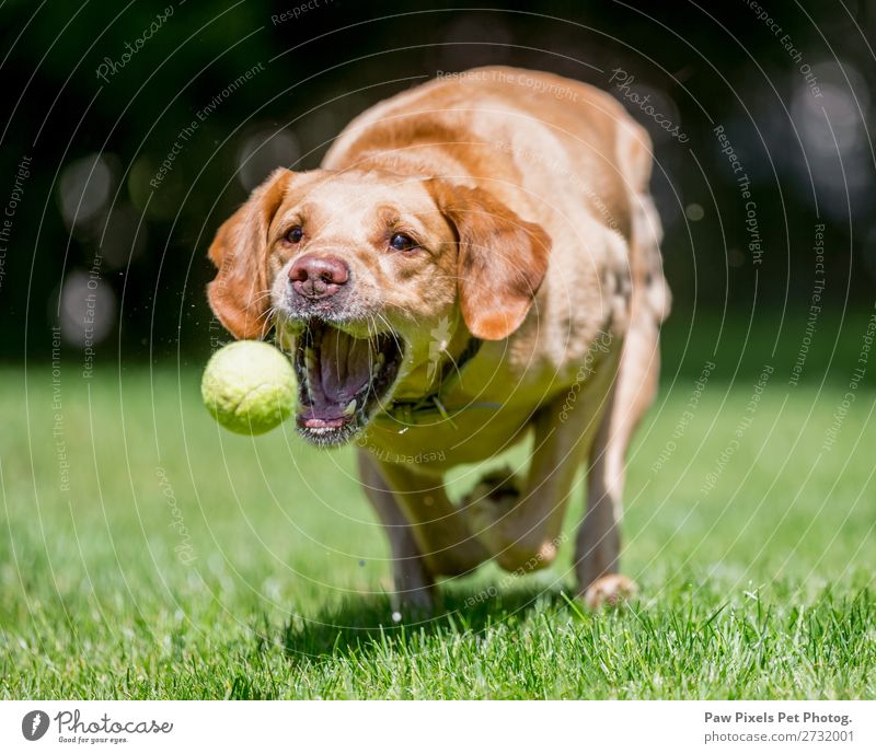 Nahaufnahme eines Hundes, der einen Ball fängt. Tier Haustier Tiergesicht Pfote 1 rennen Spielen springen Fröhlichkeit schön Farbfoto Außenaufnahme Morgen