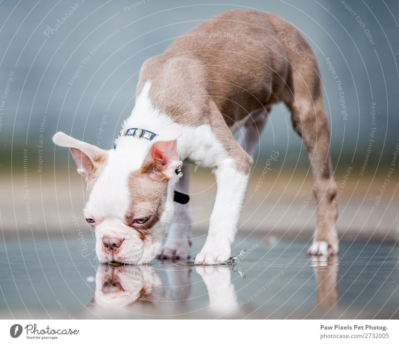 Boston Terrier Welpe, der aus einer Pfütze trinkt. Tier Haustier Hund Tiergesicht 1 Wasser stehen trinken nass niedlich braun weiß Farbfoto Menschenleer Morgen
