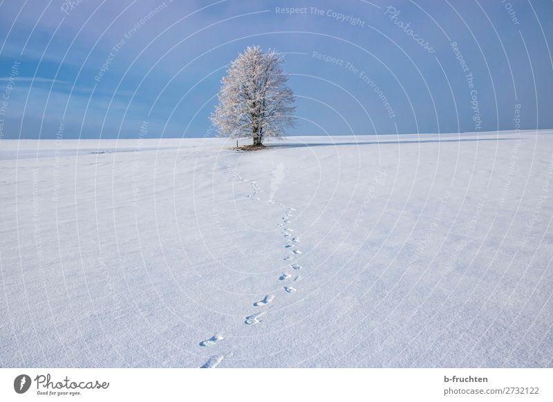 Baum im Winter, Schnee, Frost Wohlgefühl Erholung ruhig Schönes Wetter Eis frieren frei frisch blau Freude Zufriedenheit Lebensfreude Freiheit Freizeit & Hobby