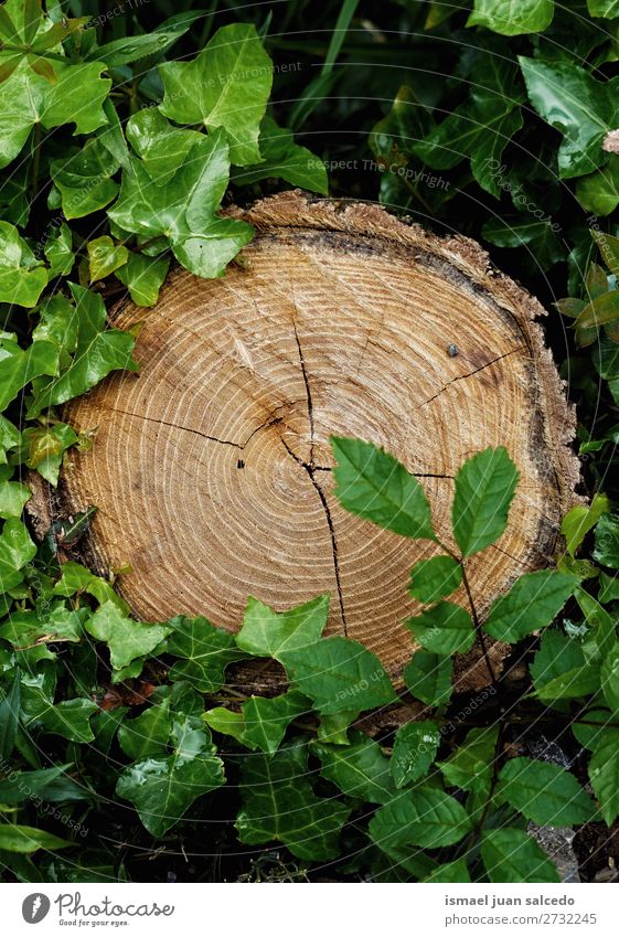 Blätter und Stammtextur Kofferraum Baum Holz Konsistenz Muster Hintergrund Tapete abstrakt Natur alt Außenaufnahme Grunge altehrwürdig