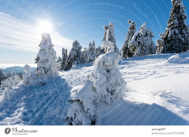 Winterwald I Natur Landschaft Pflanze Himmel Sonne Schönes Wetter Eis Frost Schnee Baum Grünpflanze Nadelbaum Fichtenwald Wald Berge u. Gebirge Harz Brocken