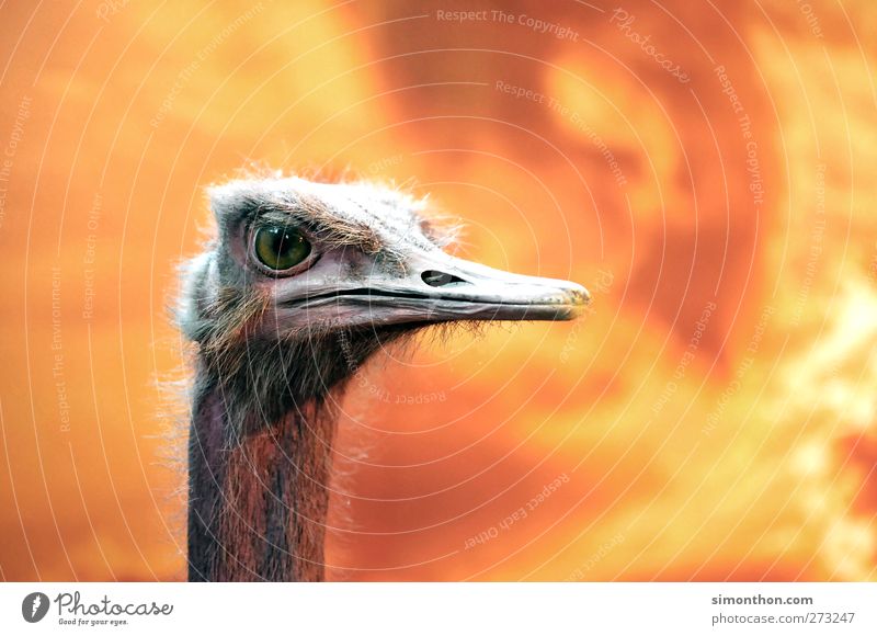 strauß Vogel wild Tiergesicht Tierporträt tierisch Tierliebe Tierjunges Tierschutz Strauß Feuer Hintergrundbild Schnabel Afrika Apokalypse ausgestopft künstlich