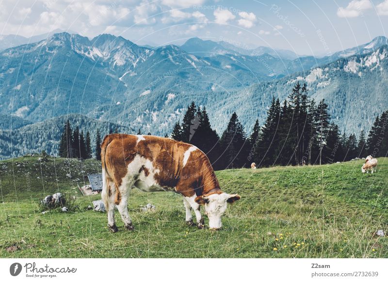 Kuh auf bayerischer Almwiese wandern Umwelt Natur Landschaft Sommer Schönes Wetter Wiese Alpen Berge u. Gebirge Nutztier Fressen stehen natürlich blau grün