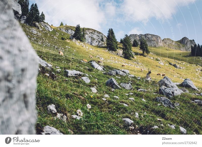 Milchkühe auf der Rotwan | Bayern wandern Umwelt Natur Landschaft Sommer Schönes Wetter Felsen Alpen Berge u. Gebirge Kuh Tiergruppe frisch gigantisch hoch