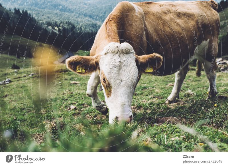 Kuh auf der Rotwand | Oberbayern Berge u. Gebirge wandern Natur Landschaft Sommer Blume Sträucher Wiese Alpen Weide Fressen Glück nah natürlich braun grün