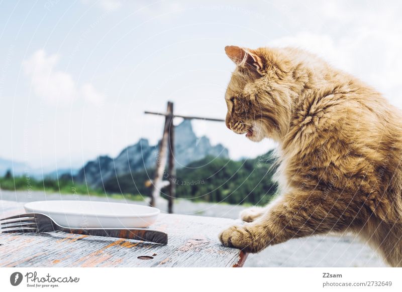 Hunger Essen Geschirr Teller Gabel wandern Natur Landschaft Schönes Wetter Alpen Berge u. Gebirge Haustier Katze warten Neugier niedlich Vorfreude