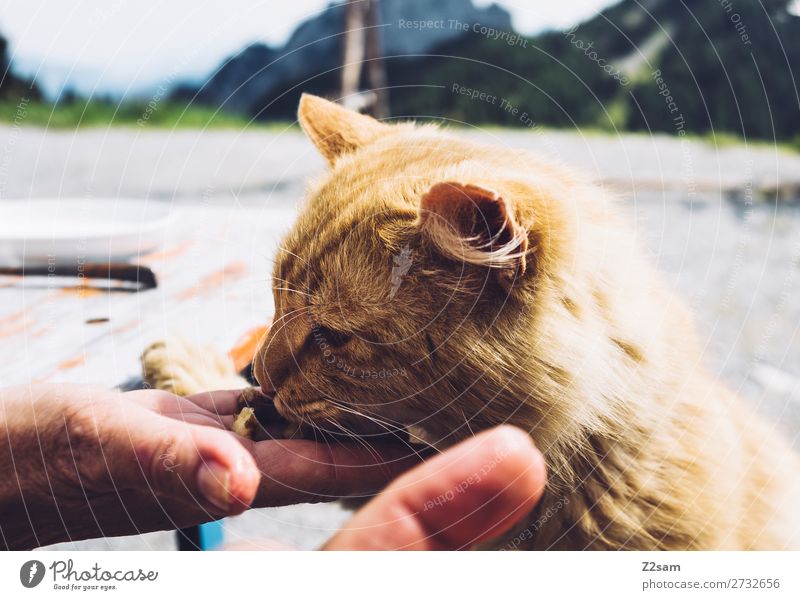 Katze frisst aus der Hand wandern Natur Landschaft Fressen füttern Freundlichkeit kuschlig niedlich schön Glück Geborgenheit Güte Selbstlosigkeit ruhig