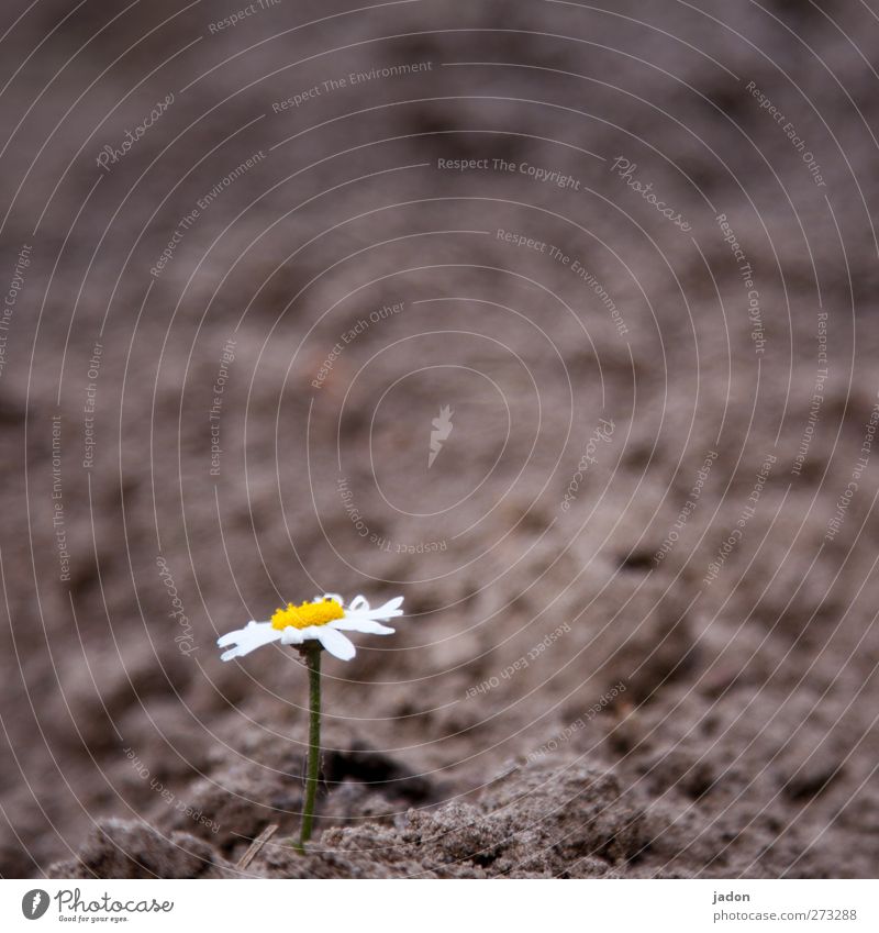 vereinsamung. Pflanze Erde Sand Blume Feld außergewöhnlich Mut schön standhaft Hoffnung nackt Blüte 1 Wachstum Menschenleer Textfreiraum oben Froschperspektive