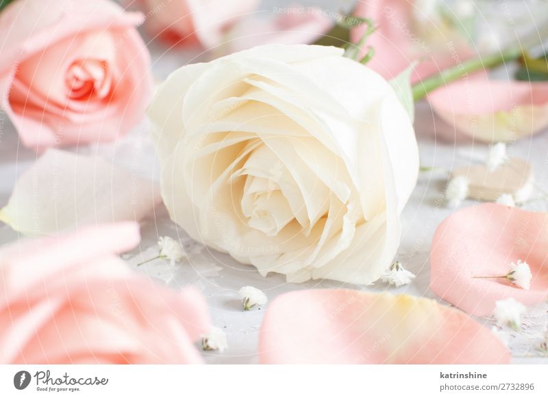 Rosa und cremefarbene Rosen mit Blütenblättern schön Dekoration & Verzierung Valentinstag Hochzeit Frau Erwachsene Blume Holz Herz klein neutral Pastell