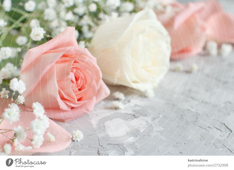 Creme und rosa Rosen hautnah erleben schön Dekoration & Verzierung Valentinstag Hochzeit Frau Erwachsene Blume Blüte Holz Herz klein grau weiß neutral Pastell