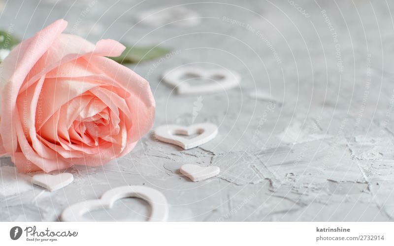 Rosa Rose mit Herzen schön Dekoration & Verzierung Valentinstag Hochzeit Handwerk Frau Erwachsene Blume Blüte Holz klein grau neutral Pastell romantisch