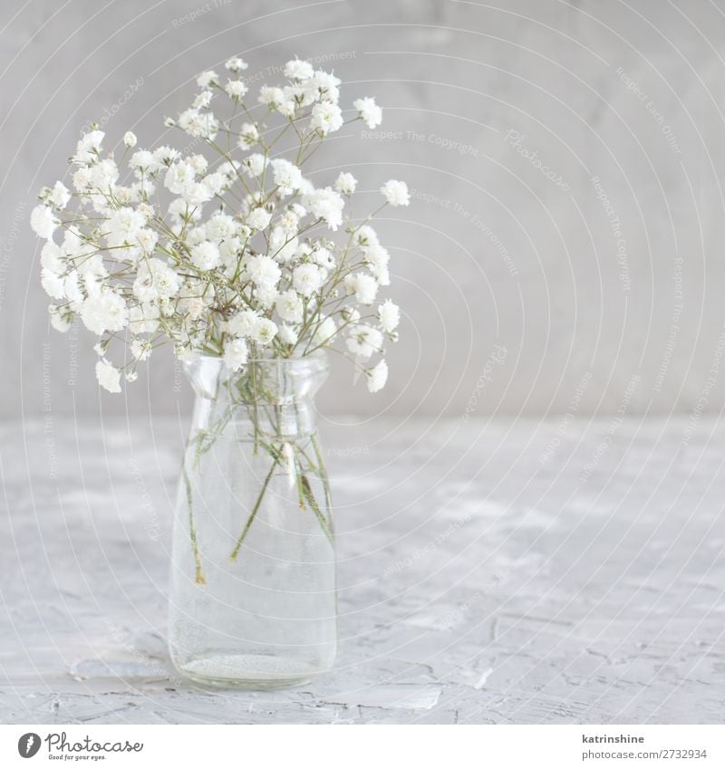 Blumenstrauß aus kleinen weißen Blüten im Glas Flasche schön Dekoration & Verzierung Valentinstag Hochzeit Frau Erwachsene grau Gypsophila neutral Pastell