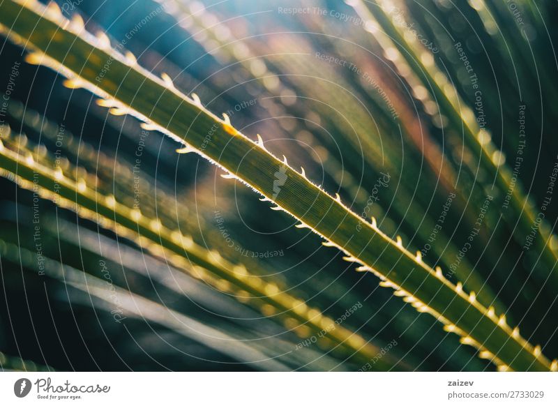 Nahaufnahme des Blattes einer Pflanze mit gezacktem Rand Textur Licht Sonnenlicht künstlerisch Kunst Natur natürlich Naturkunst lang grün Vegetation Flora
