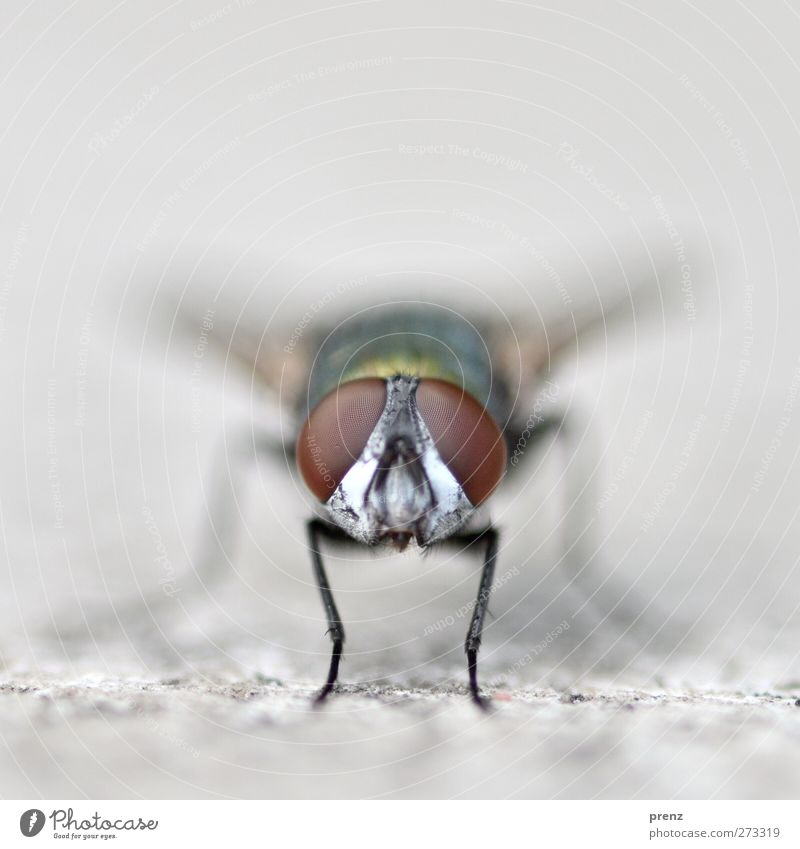 Glubschis Umwelt Natur Tier Wildtier Fliege 1 beobachten braun grau Insekt Facettenauge Blick Farbfoto Außenaufnahme Nahaufnahme Makroaufnahme Menschenleer