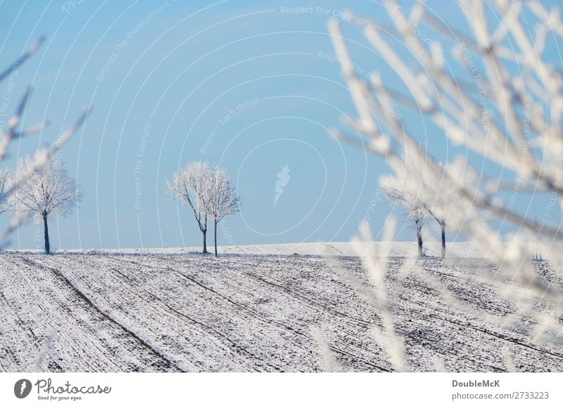 Schneebedeckte Bäume auf einem Feld Natur Landschaft Himmel Wolkenloser Himmel Winter Schönes Wetter Baum frei frisch hell kalt natürlich schön blau weiß