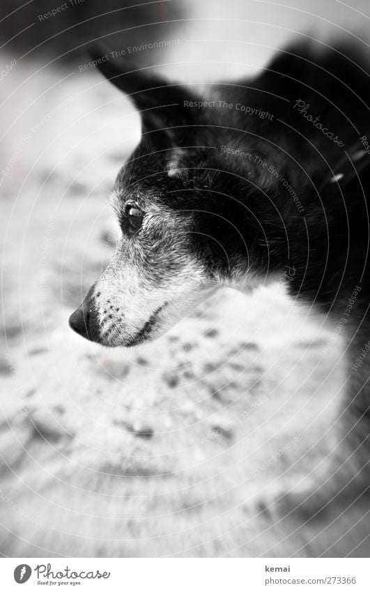 Hiddensee | In memory of Axel Ferien & Urlaub & Reisen Ausflug Strand Sand Haustier Hund Tiergesicht Fell Auge Schnauze 1 alt schön klein niedlich grau schwarz