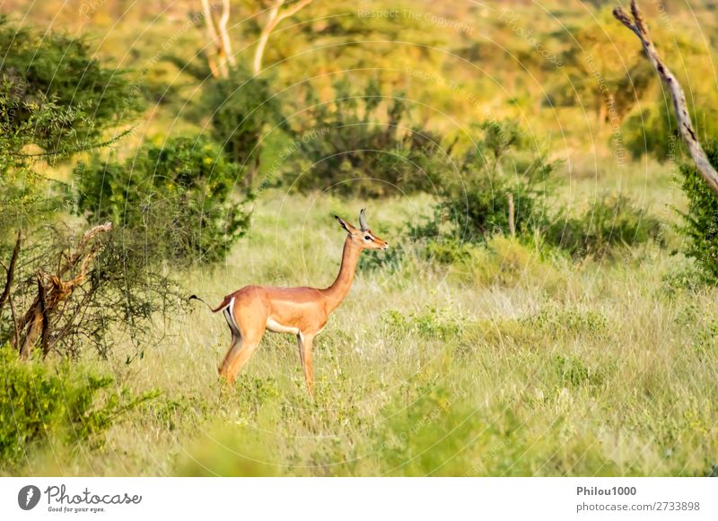 Giraffenantilope in der Savanne Spielen Tourismus Safari Natur Tier Erde Himmel Park lang natürlich wild braun schwarz weiß Samburu Afrika Afrikanisch Antilopen