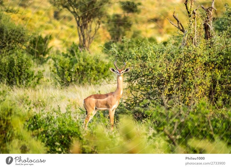 Giraffenantilope in der Savanne Spielen Tourismus Safari Natur Tier Erde Himmel Park lang natürlich wild braun schwarz weiß Samburu Afrika Afrikanisch Antilopen