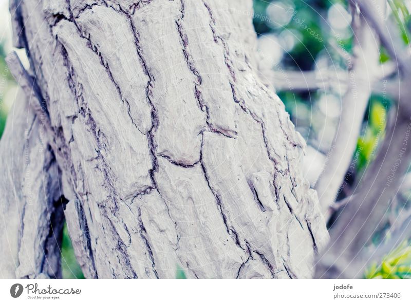 Hiddensee | Rinde Umwelt Natur Pflanze Baum weiß Baumrinde zerfurcht alt Riss Strukturen & Formen knorpelig Kork Baumstamm Ast Tod Totholz Farbfoto