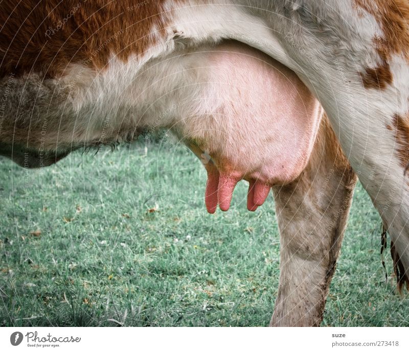 Vollmilch Bioprodukte Landwirtschaft Forstwirtschaft Umwelt Natur Tier Wiese Nutztier Kuh 1 lustig grün rosa Euter Bildausschnitt Milchkuh Zitze Kuhfell Fell