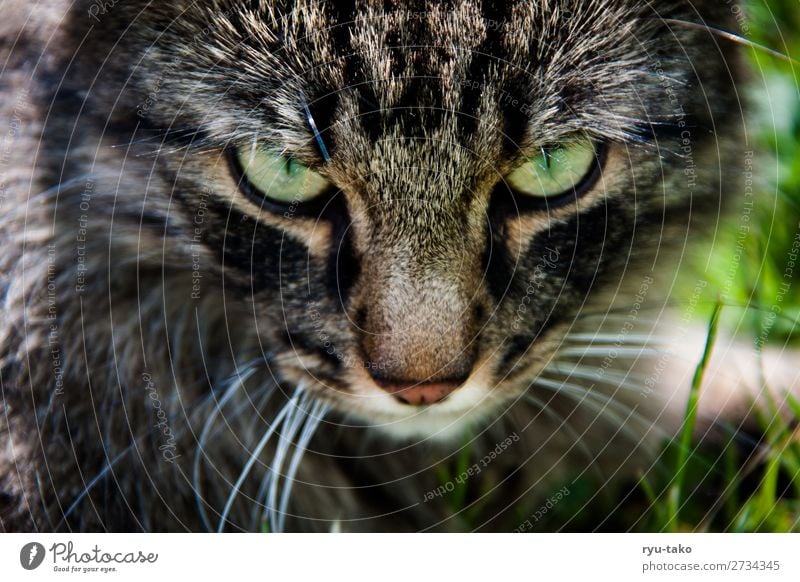 Mr. W II Haustier Katze Norwegische Waldkatze 1 Tier bedrohlich nah wild grün Blick Wiese Gras natürlich tief Wildtier Farbfoto Außenaufnahme Menschenleer