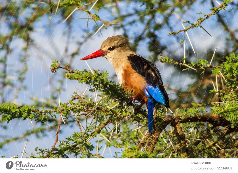 Grauköpfiger Eisvogel auf einem Akazienzweig schön Safari Natur Tier Baum Park Vogel natürlich wild blau grau rot Farbe Graukopfliest Samburu Afrika Schnabel