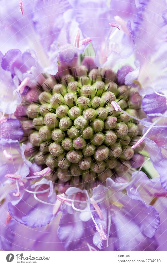 Detailaufnahme von Scabiosa Sommer Blume Blüte Kardengewächs Geißblatt grün violett Farbfoto Studioaufnahme Nahaufnahme Makroaufnahme Schwache Tiefenschärfe