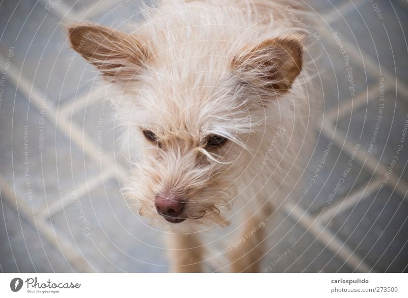 Daf Haustier Hund schön Tierporträt Freundschaft haarig lieblich Freundlichkeit Farbfoto Außenaufnahme Tag
