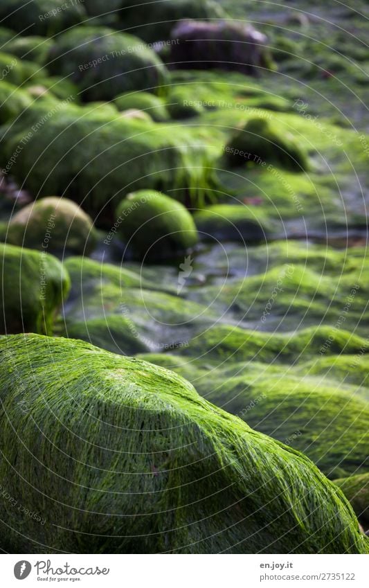 haarig Natur Klima Klimawandel Wasserpflanze Algen Felsen Küste grün nachhaltig Umwelt Umweltschutz Flut Ebbe Stein Farbfoto Gedeckte Farben Außenaufnahme