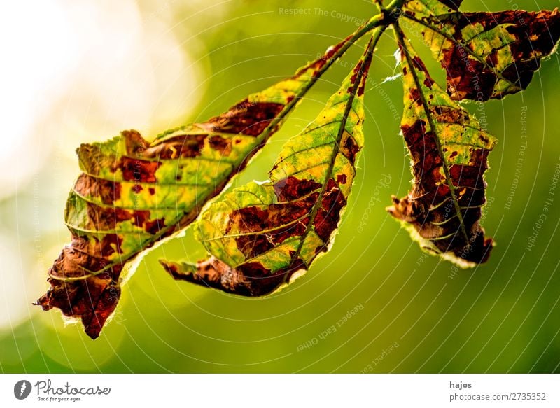 verwelktes Kastanienblatt im Gegenlicht Natur Baum grün weiß Kastanienbaum Blatt verfärbt herbstlich braun Herbst Nahaufnahme hell Jahreszeit Farbfoto