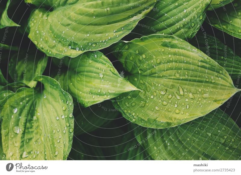 Hosta Blätter aus der Nähe im Sommergarten Design schön Garten Dekoration & Verzierung Gartenarbeit Umwelt Natur Pflanze Blatt Wald nass natürlich grün Farbe