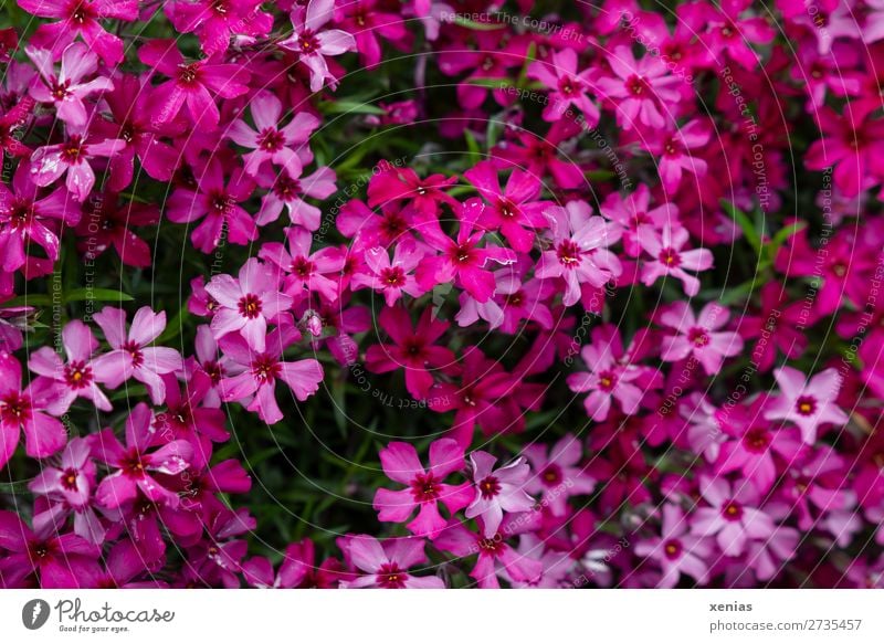 Phlox Natur Frühling Sommer Blume Blüte Garten Blühend klein grün rosa rot viele Teppichphlox Botanik Flammenblume Farbfoto Außenaufnahme Menschenleer