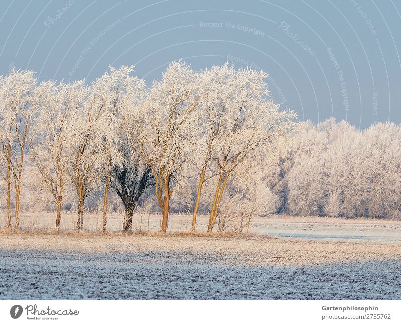 Winterlandschaft in der Lüneburger Heide Umwelt Natur Landschaft Pflanze Wolkenloser Himmel Sonnenlicht Schönes Wetter Eis Frost Baum Eiche Birke Feld