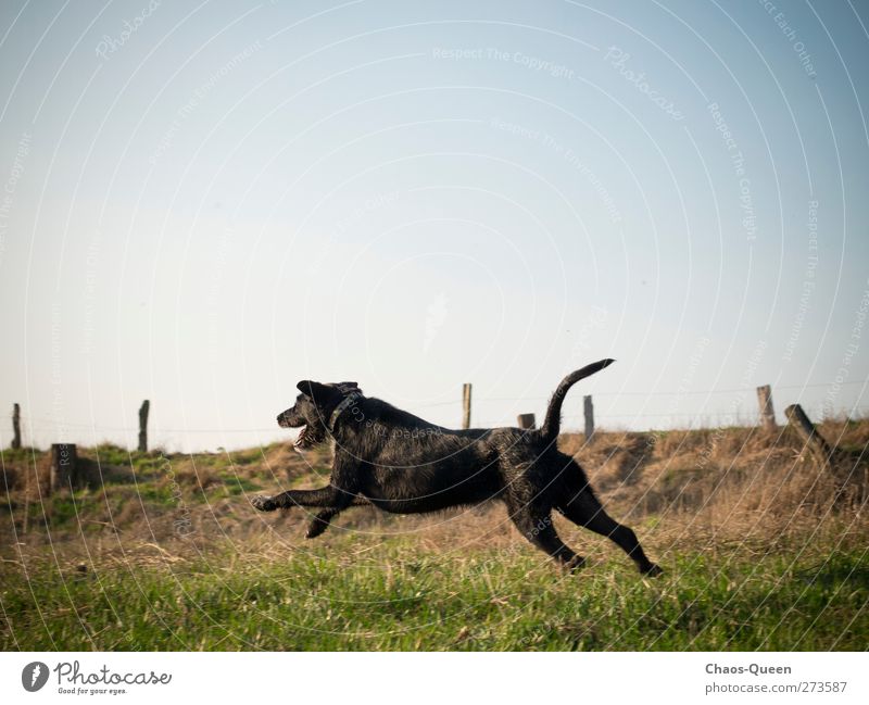 Rennhund Paula in Action sportlich Freizeit & Hobby Sommer Natur Himmel Wolkenloser Himmel Schönes Wetter Gras Wiese Tier Haustier Hund 1 rennen toben frei