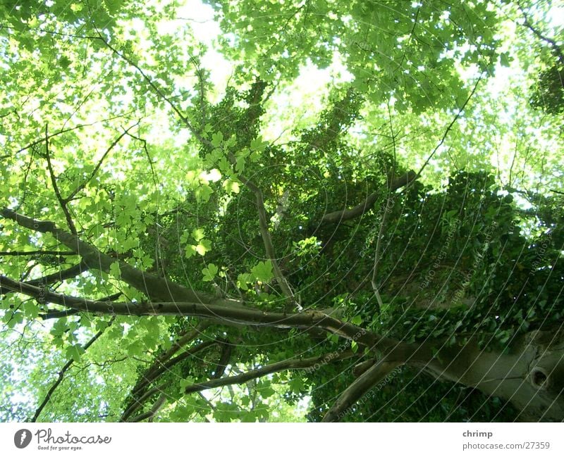 Waldeslust Baum grün Blatt Ast Baumstamm
