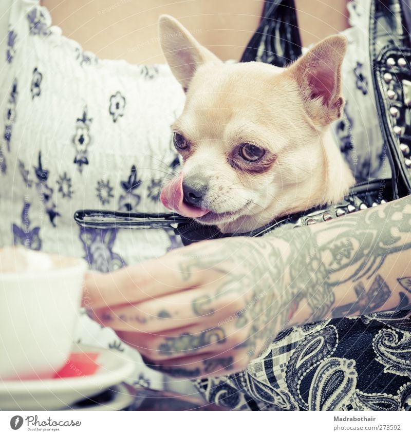 cappuccinosüchtig Getränk Kaffee Cappuccino trinken Café feminin Junge Frau Jugendliche Leben Hand 1 Mensch 18-30 Jahre Erwachsene Haustier Hund Chihuahua Tier