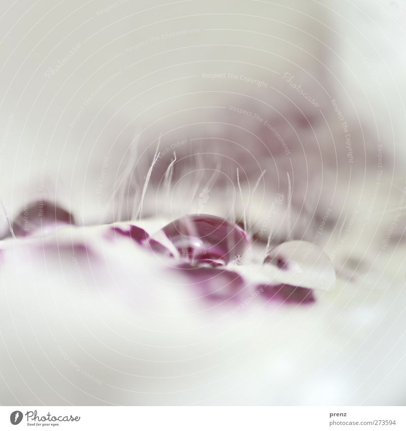 Tropfenlandschaft Umwelt Natur Pflanze Wasser Wassertropfen Regen Blüte violett weiß Fingerhut Blume Schnur Farbfoto Außenaufnahme Nahaufnahme Makroaufnahme