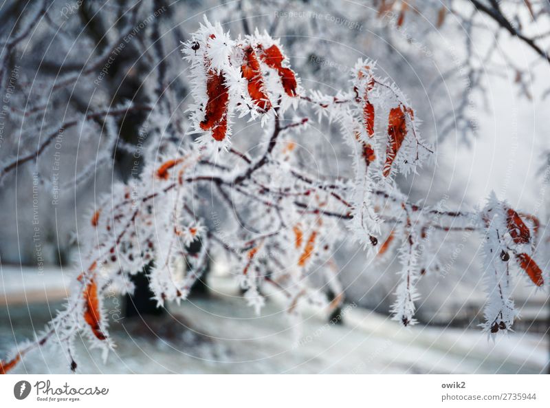 Kristalle am Baum Umwelt Natur Landschaft Pflanze Winter Schönes Wetter Eis Frost Schnee Zweig frieren kalt stachelig bizarr filigran zerbrechlich Raureif