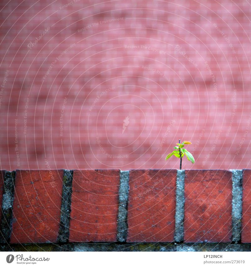 rED Umwelt Natur Tier Sommer Pflanze Baum Park Mauer Wand Backstein niedlich rot Willensstärke anstrengen Kraft Wachstum Farbfoto Außenaufnahme Menschenleer