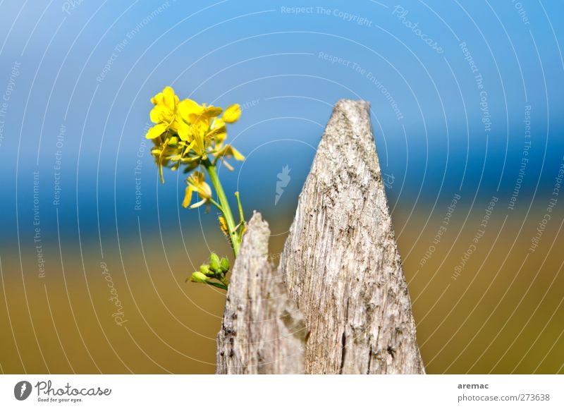 Zaun mit Meerblick Schönes Wetter Pflanze Blume Blüte Wildpflanze Küste blau gelb Erholung ruhig Zaunpfahl Farbfoto mehrfarbig Außenaufnahme Detailaufnahme