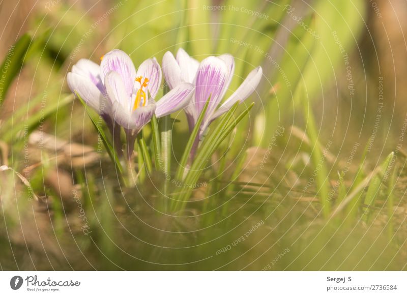Frühlingsboten Umwelt Natur Landschaft Pflanze Sonnenlicht Schönes Wetter Wärme Blume Gras Blüte Garten Wiese Blühend gelb violett Farbfoto Gedeckte Farben